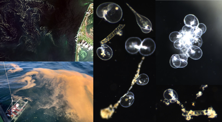 Kcb Phytodive2
