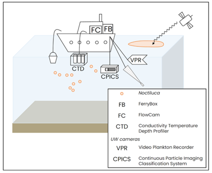 Kcb Phytodive 1