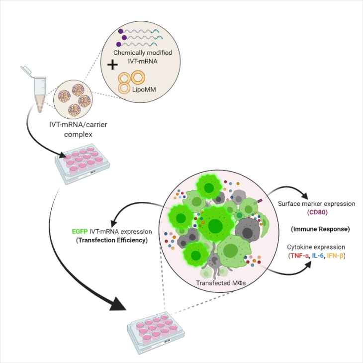 ´Transfection of primary human macrophages and subsequent cellular response analysis, including transfection efficiency as well as immune activation (Moradian, H., Roch, et al., Molecular Therapy - Nucleic Acids (2022). Moradian Veroeffentlichung: Transfektion von Makrophagen