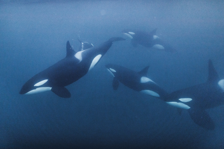 Orcas are known to hunt other whales that are significantly larger than themselves. Source: Hereon/iStock
