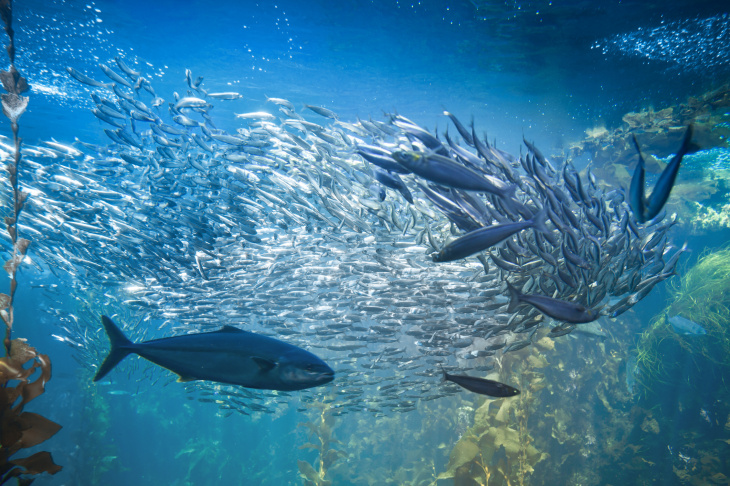 The relationship between predators and their prey in the sea is very complex and difficult to grasp due to the huge diversity of species. Source: Hereon/iStock