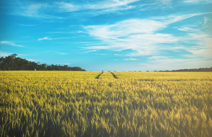 The membranes also bring advantages for the production of fertilizers. Photo: D O M I N I K J P W via Unsplash Photo field