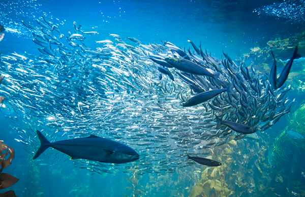 The relationship between predators and their prey in the sea is very complex and difficult to grasp due to the huge diversity of species. Source: Hereon/iStock