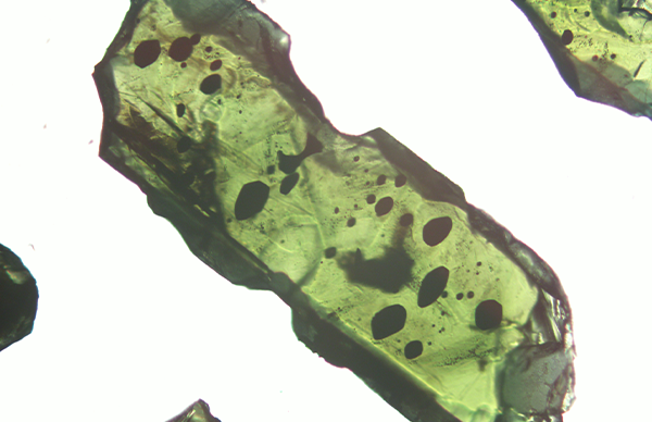 Photomicrograph of a clinopyroxene crystal. This mineral formed in a magma chamber. Melt Inclusions (in black) are present in these crystals. Image: Corin Jorgenson