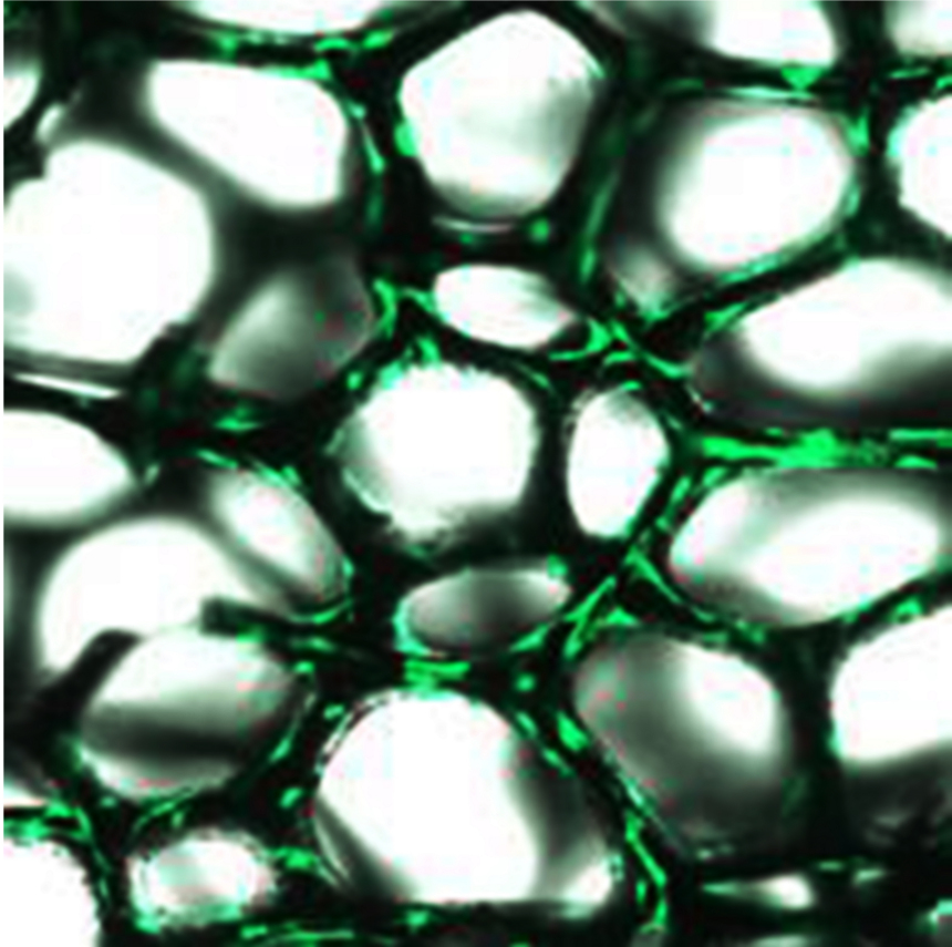 Teaserbild Biomaterial-Protein-Wechselwirkungen