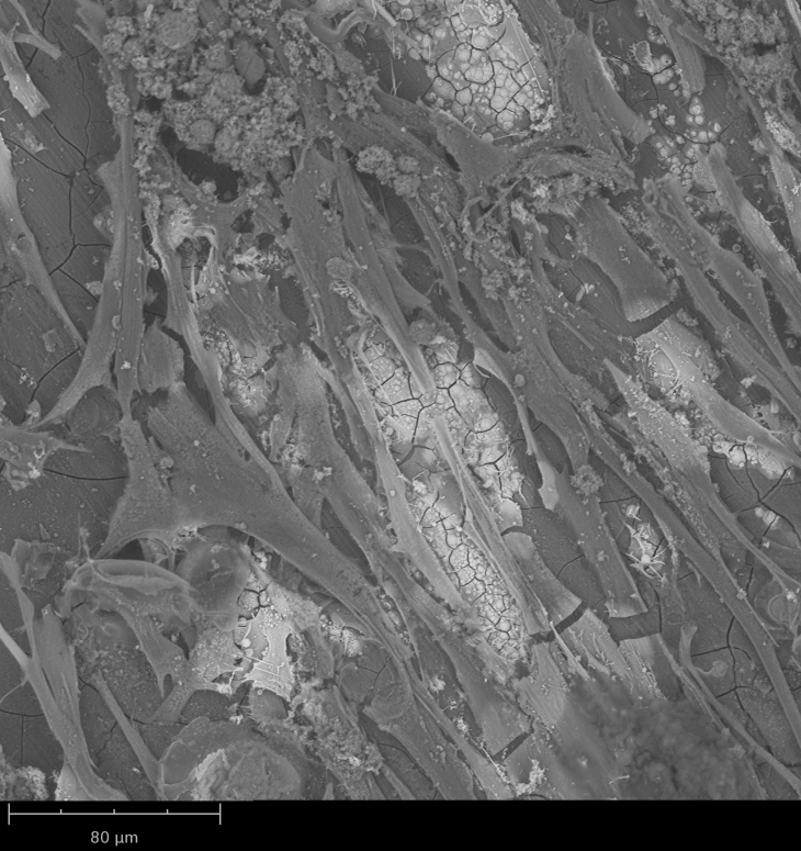 Mesenchymale Stammzellen auf der Oberfläche einer Magnesium Legierung © Jorge Gonzales