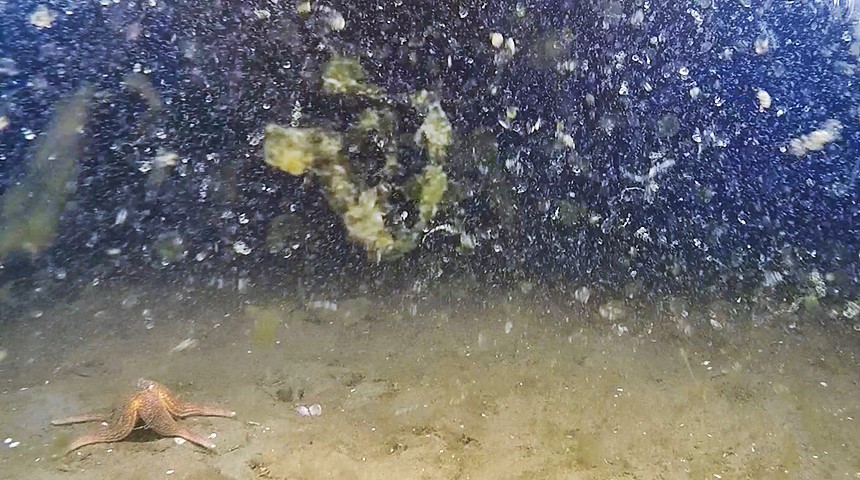 Partikel, sog. Marine Snow schweben im Wasser