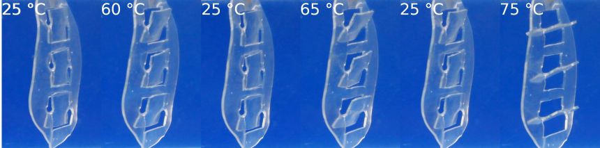 In dem Modell einer Fensterjalousie werden die Temperatur-Gedächtnis Polymer-Aktuatoren zum temperaturabhängigen Öffnen und Schließen der Lamellen genutzt. Der Temperaturbereich, in dem sich die Lamellen der Jalousie bewegen, ist programmierbar. Diese Fähigkeit wird als Temperatur-Gedächtnis bezeichnet.