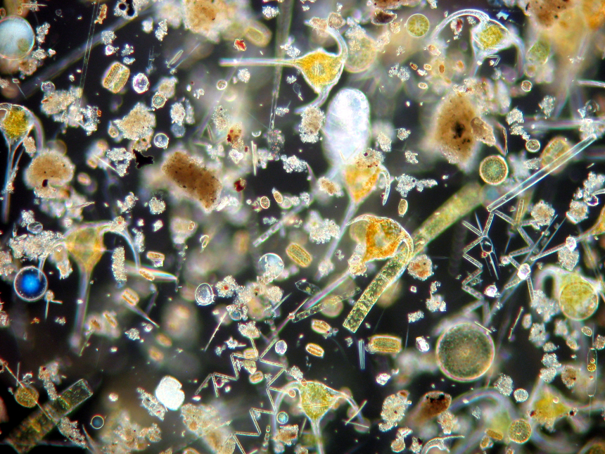 Eine Plankton-Gemeinschaft.