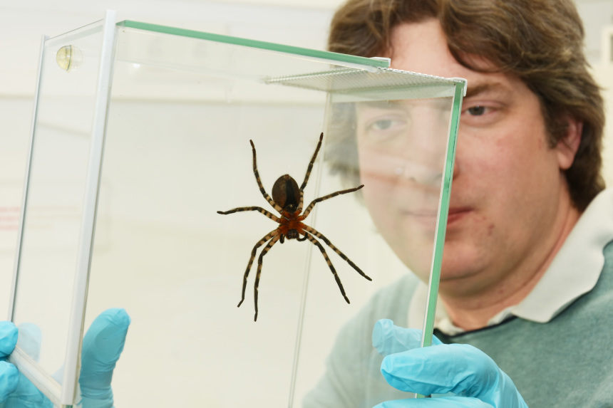 Dr. Schaber takes a closer look at a spider specimen.