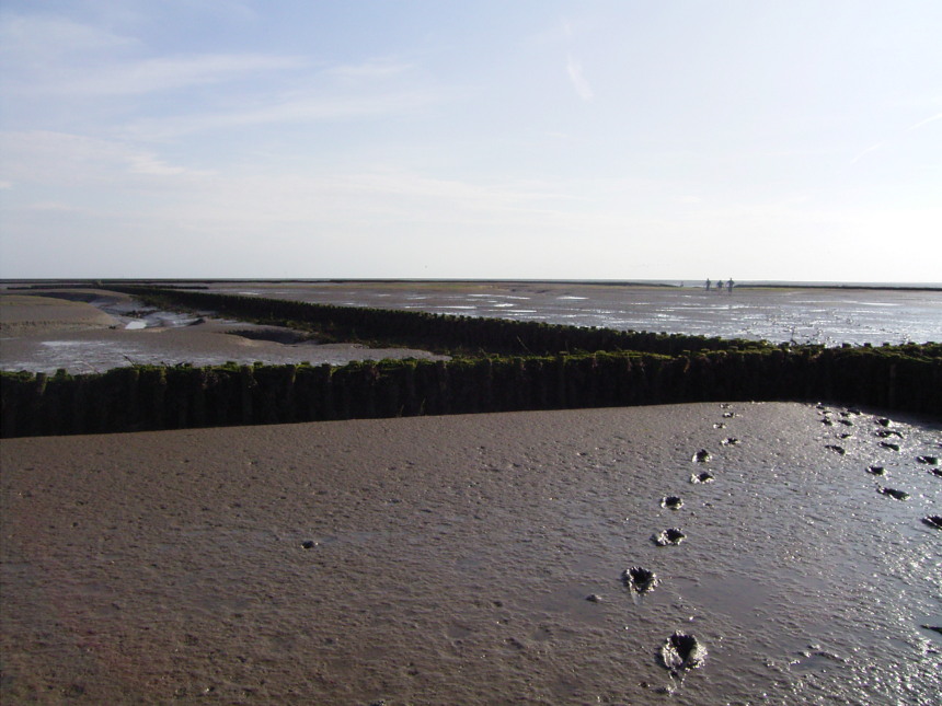 Das Wattenmeer
