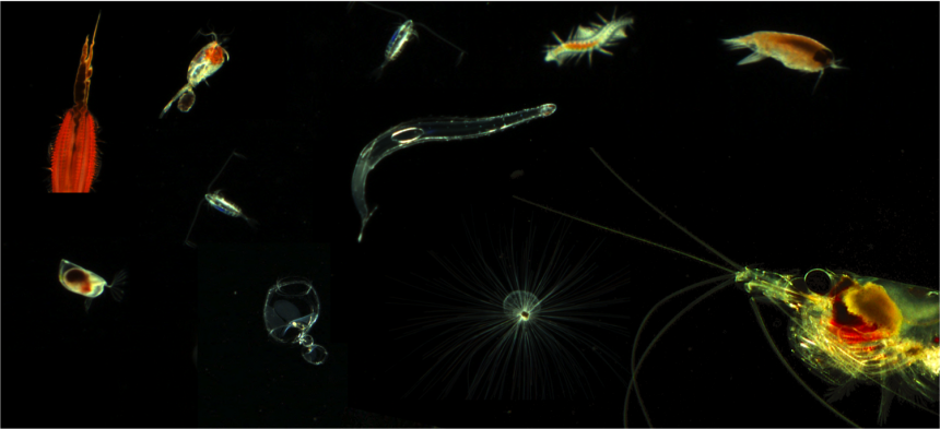 Collage von Plankton-Organismen im Nordatlantik, aufgenommen mit einem VPR-Gerät.