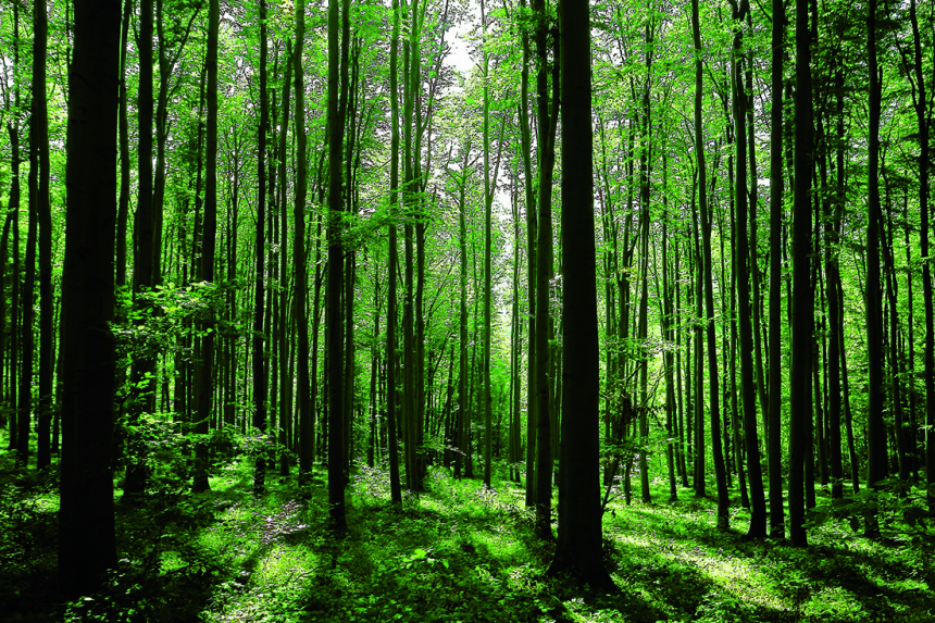 Das Licht der Sonne bricht in den Wald