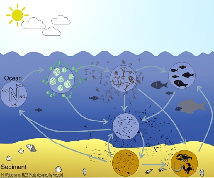 (Graphic: Hendrik Weidemann/ Hereon) Ecosmo E2e Model Graphic