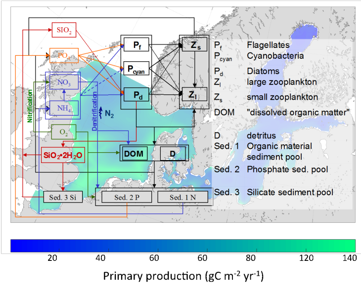 (Graphic: Ute Daewel/ Hereon) Ecosmo Model Graphic