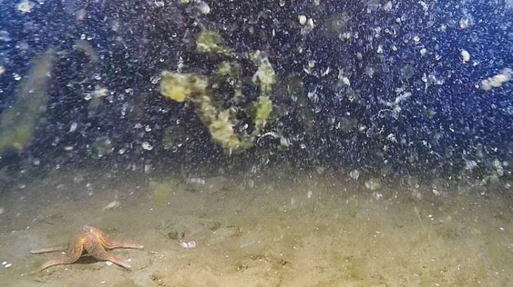 Partikel rieseln zum Meeresboden, der sog. Marine Snow
