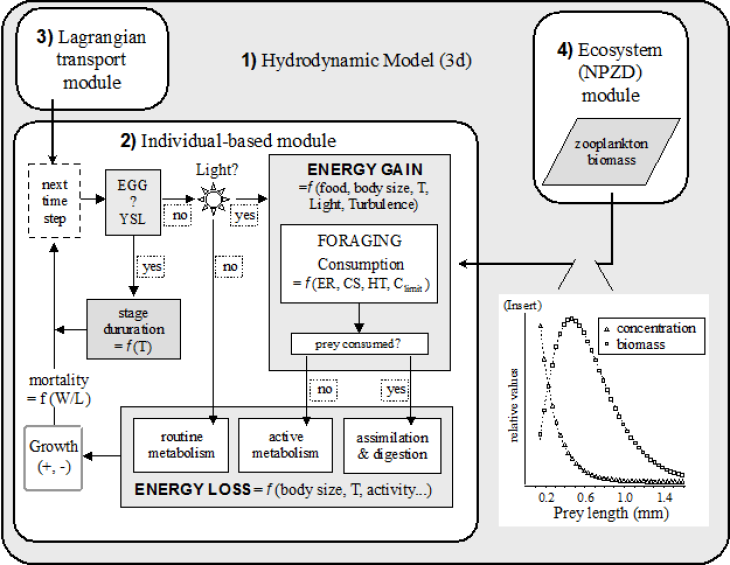 (Graphic: Ute Daewel/ Hereon) Ecosmo Ibm Model Graphic