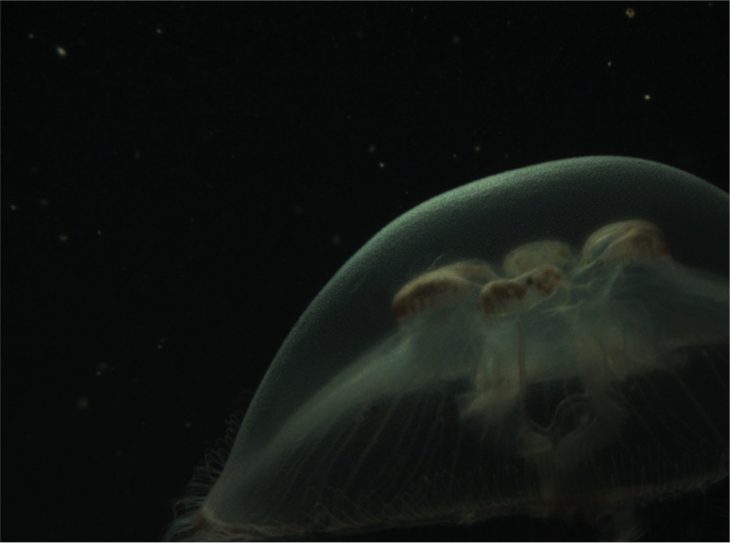 Example images of plankton organisms (hydromedusae) sampled with a Video Plankton Recorder (Seascan Inc.). <i>-Image: Klas Ove Möller/Hereon-</i> Fig4_2.png