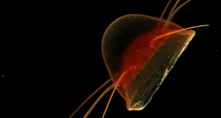 Also in the photo trap: A red jellyfish.<i>-Image: Klas Ove Möller/Hereon-</i> Qualle rot