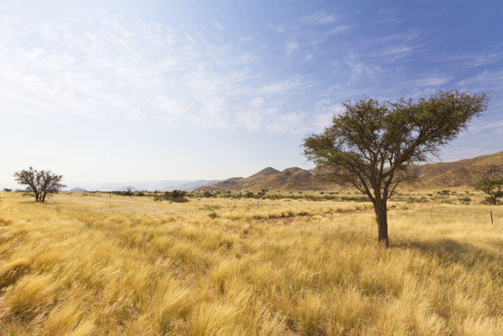 Afrika Steppe